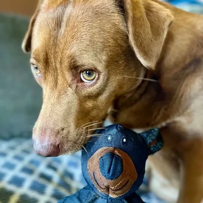 TitanChew™ — Unbreakable Fun That Keeps Your Dog Healthy and Happy