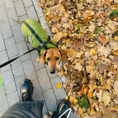 BlizzardGuard™ — Wrap Your Dog in Stormproof Warmth and Total Leash Control