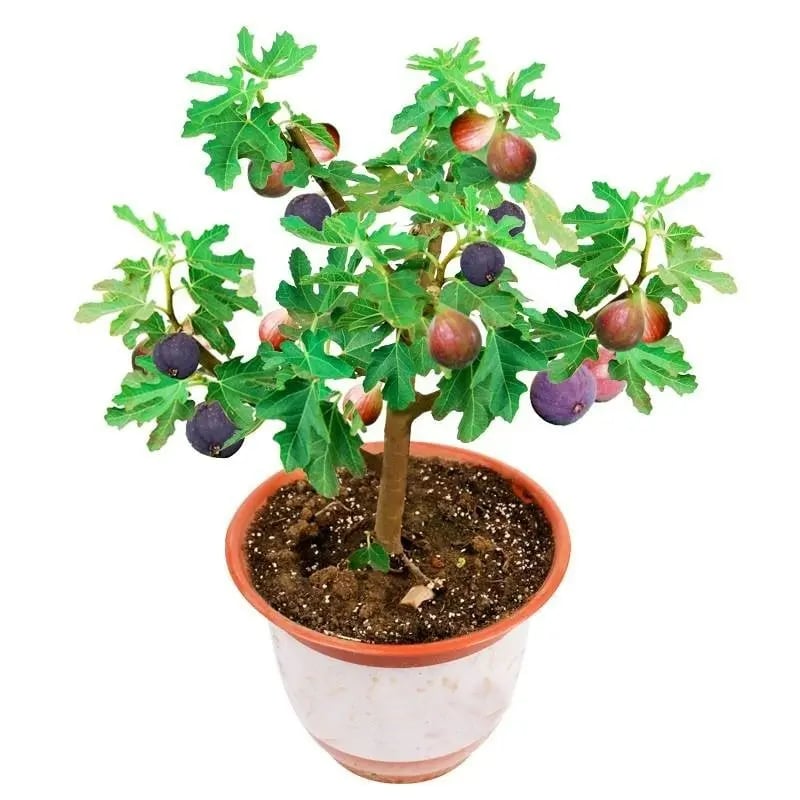 ArborLush™ — Grow Your Own Sweet Fig Paradise Every Year
