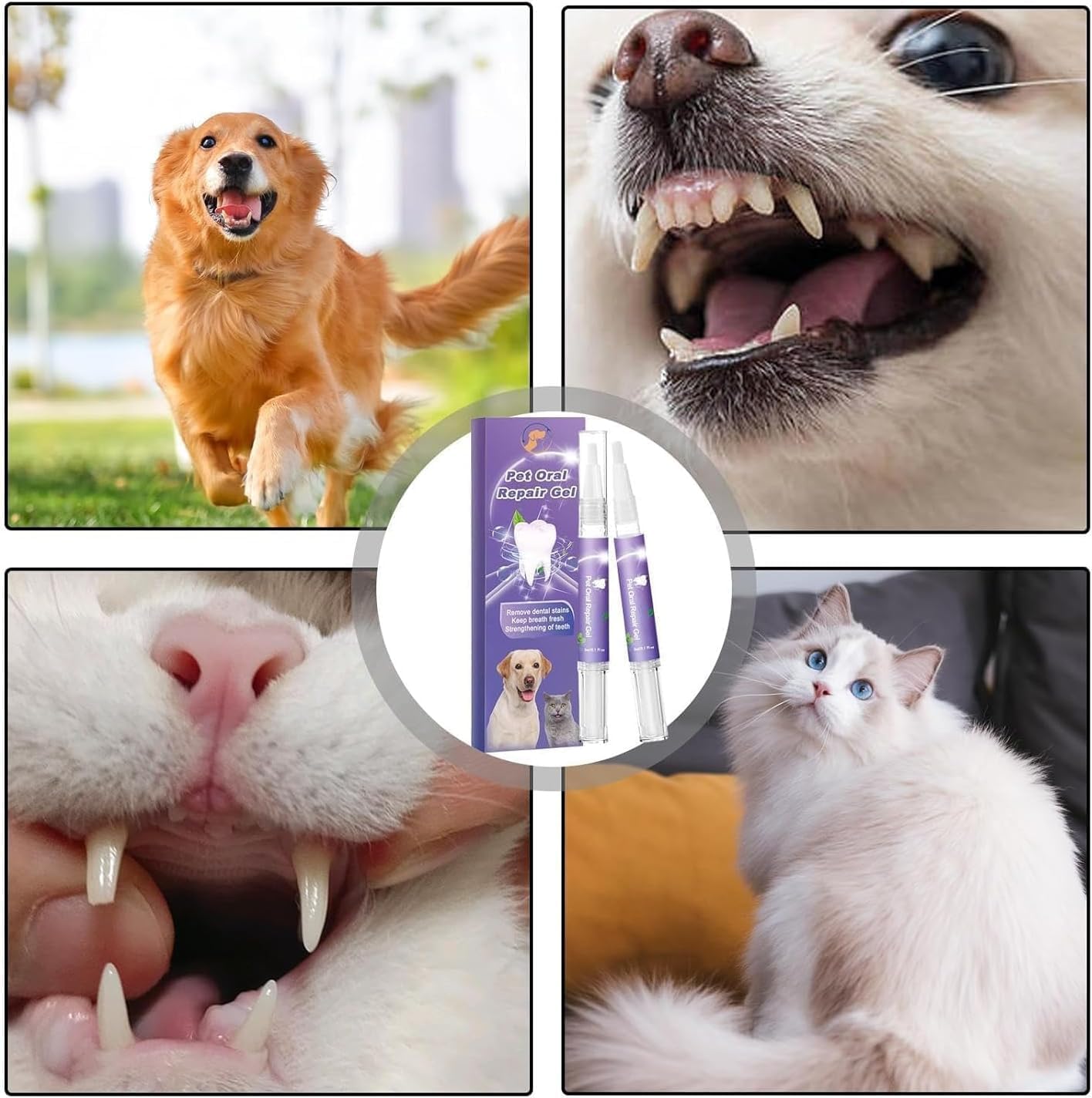 GlisterPaw™ — Turn Every Kiss into a Burst of Fresh, Pain-Free Love