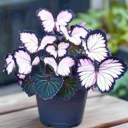 VividWing™ Butterfly Bloom Seeds — Create a Jaw-Dropping Garden Oasis That Dazzles Every Season