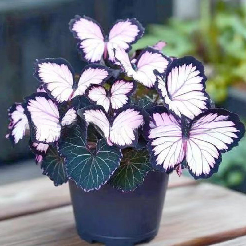 VividWing™ Butterfly Bloom Seeds — Create a Jaw-Dropping Garden Oasis That Dazzles Every Season