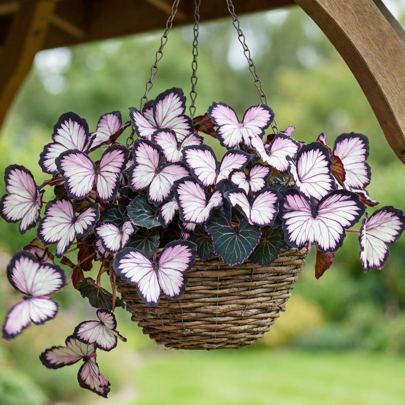 VividWing™ Butterfly Bloom Seeds — Create a Jaw-Dropping Garden Oasis That Dazzles Every Season