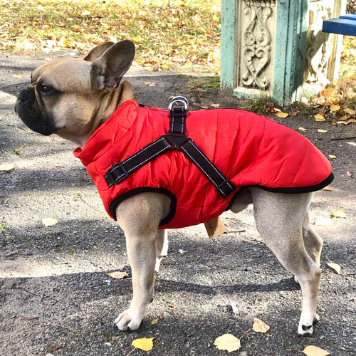 BlizzardGuard™ — Wrap Your Dog in Stormproof Warmth and Total Leash Control