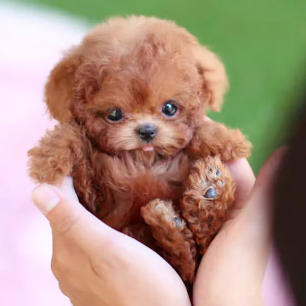 MarvelBuddy™ — Ignite Heartfelt Joy with Every Loving Wag and Playful Bark