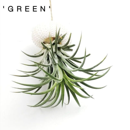 SeaSylva™ — Bring Instant Coastal Calm and Effortless Green Serenity Home