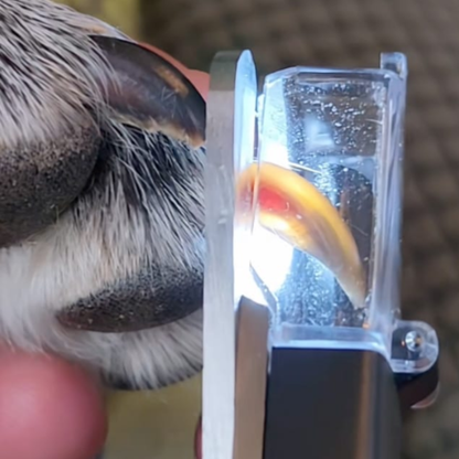 PawLume™ — Light Up Every Trim for Calm, Confident, Pain-Free Grooming