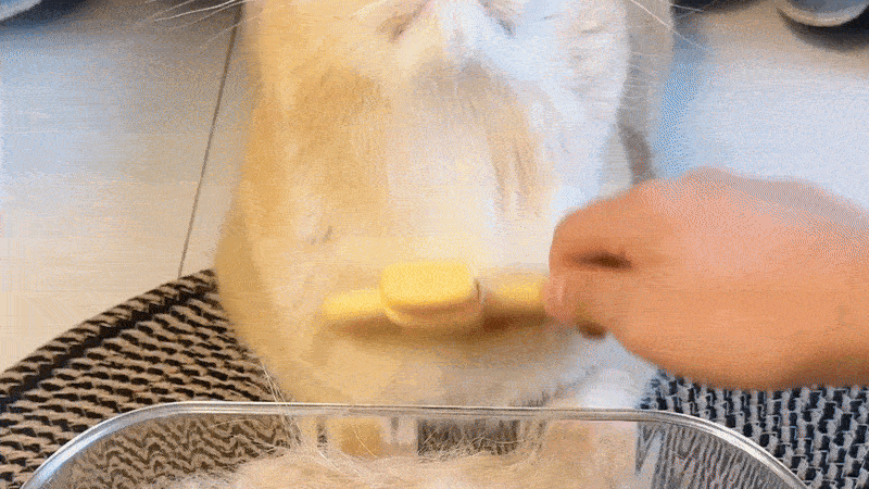SerenityStroke™ — Turn Grooming Into Your Cat’s Favorite Calming Ritual