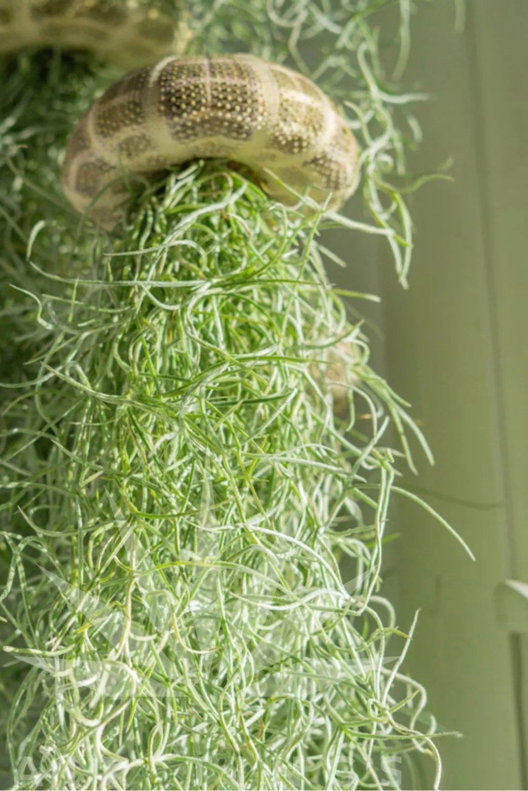 SeaSylva™ — Bring Instant Coastal Calm and Effortless Green Serenity Home