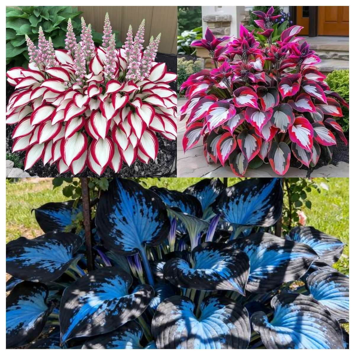 ShadeAura™ — Bring Your Shady Corners to Life with Effortless, Vibrant Growth