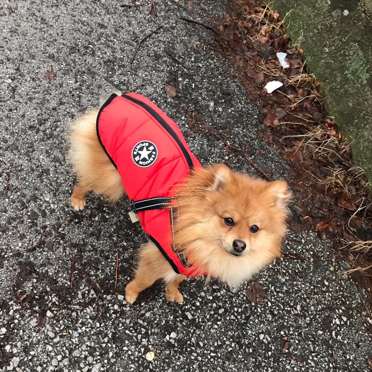 BlizzardGuard™ — Wrap Your Dog in Stormproof Warmth and Total Leash Control