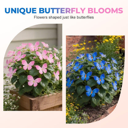 VividWing™ Butterfly Bloom Seeds — Create a Jaw-Dropping Garden Oasis That Dazzles Every Season