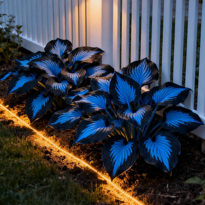 ShadeAura™ — Bring Your Shady Corners to Life with Effortless, Vibrant Growth