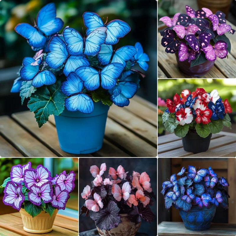VividWing™ Butterfly Bloom Seeds — Create a Jaw-Dropping Garden Oasis That Dazzles Every Season