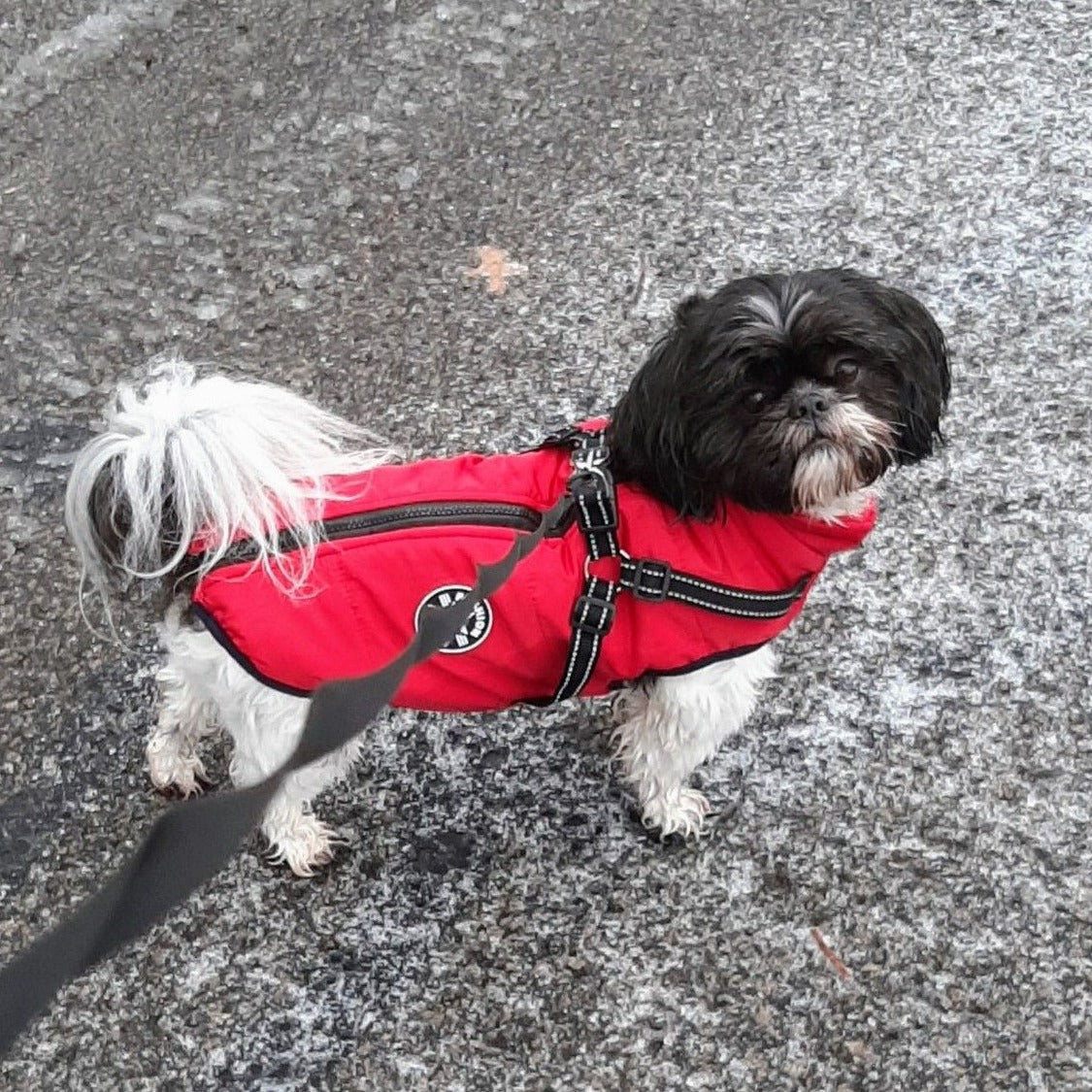 BlizzardGuard™ — Wrap Your Dog in Stormproof Warmth and Total Leash Control