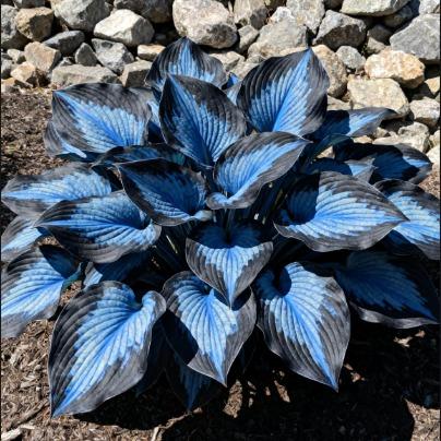 ShadeAura™ — Bring Your Shady Corners to Life with Effortless, Vibrant Growth