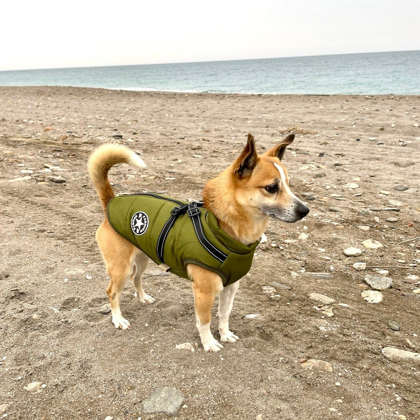 BlizzardGuard™ — Wrap Your Dog in Stormproof Warmth and Total Leash Control