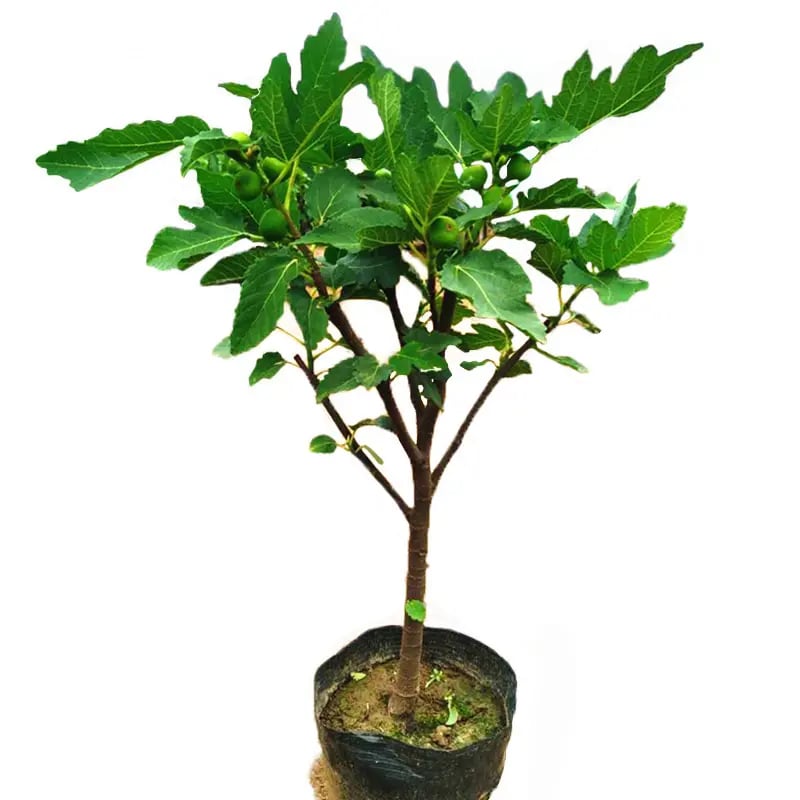 ArborLush™ — Grow Your Own Sweet Fig Paradise Every Year