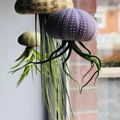 SeaSylva™ — Bring Instant Coastal Calm and Effortless Green Serenity Home