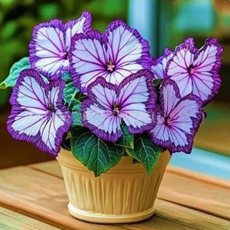 VividWing™ Butterfly Bloom Seeds — Create a Jaw-Dropping Garden Oasis That Dazzles Every Season