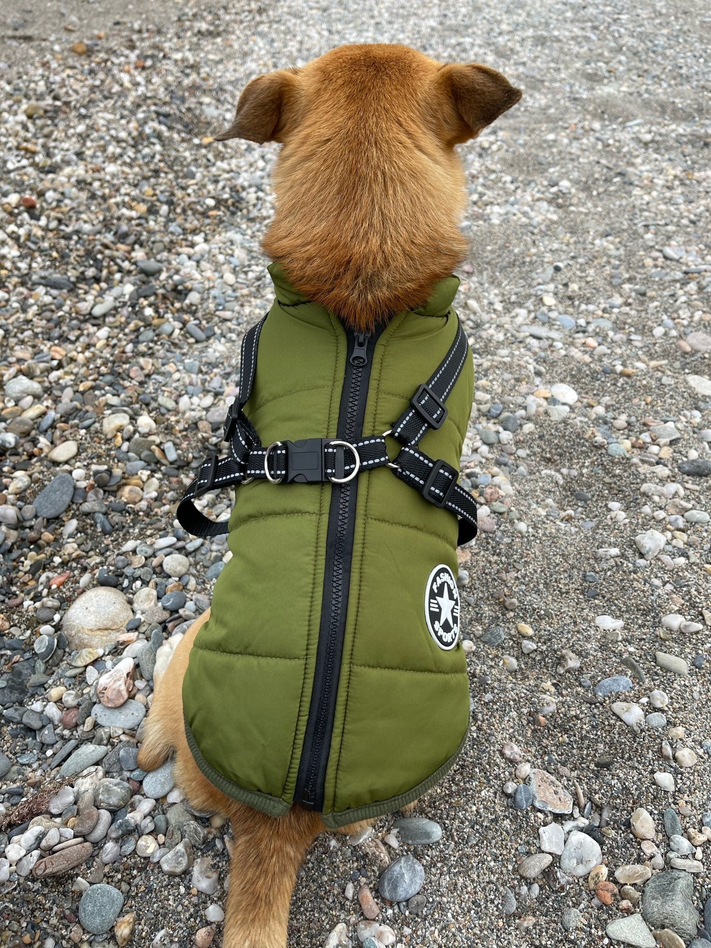 BlizzardGuard™ — Wrap Your Dog in Stormproof Warmth and Total Leash Control