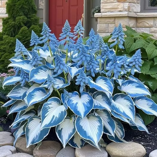 ShadeAura™ — Bring Your Shady Corners to Life with Effortless, Vibrant Growth