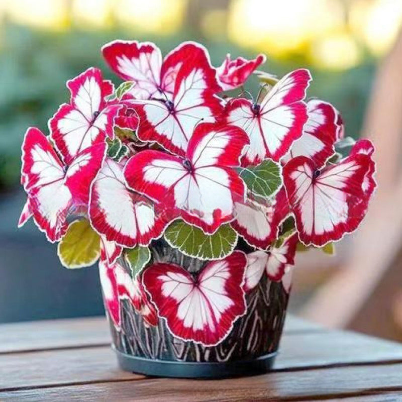 VividWing™ Butterfly Bloom Seeds — Create a Jaw-Dropping Garden Oasis That Dazzles Every Season