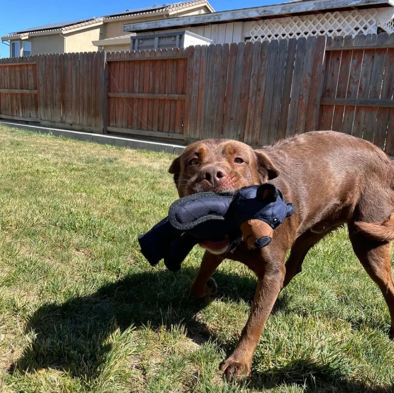 TitanChew™ — Unbreakable Fun That Keeps Your Dog Healthy and Happy