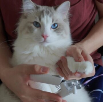 PawLume™ — Light Up Every Trim for Calm, Confident, Pain-Free Grooming