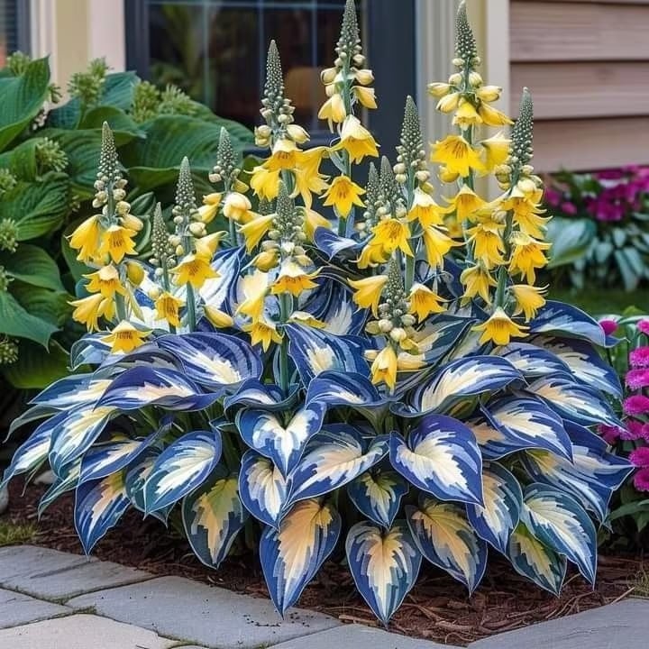 ShadeAura™ — Bring Your Shady Corners to Life with Effortless, Vibrant Growth