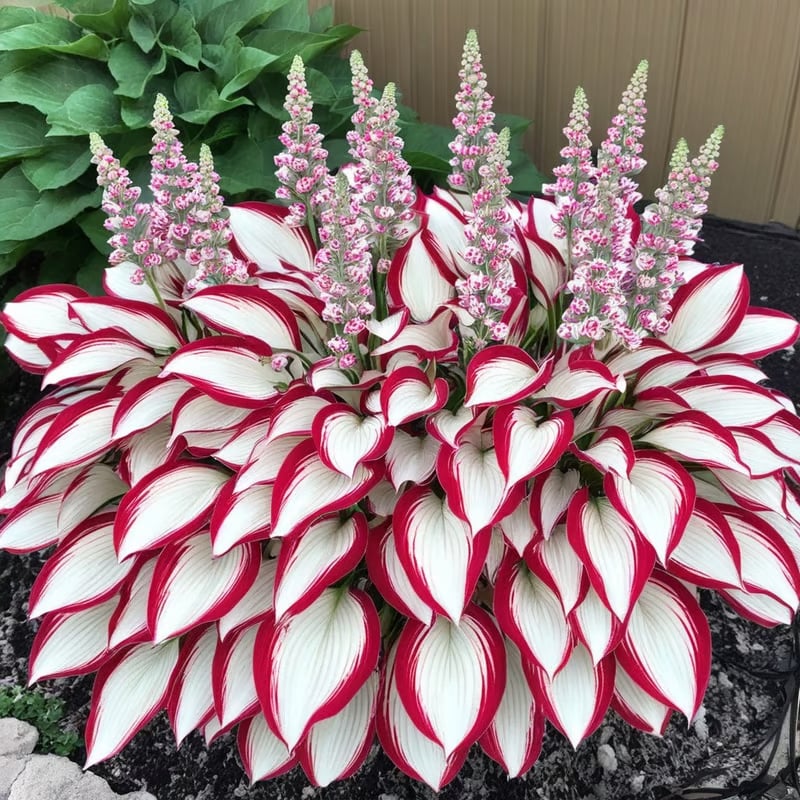 ShadeAura™ — Bring Your Shady Corners to Life with Effortless, Vibrant Growth