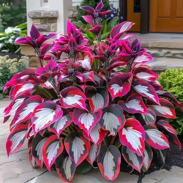 ShadeAura™ — Bring Your Shady Corners to Life with Effortless, Vibrant Growth