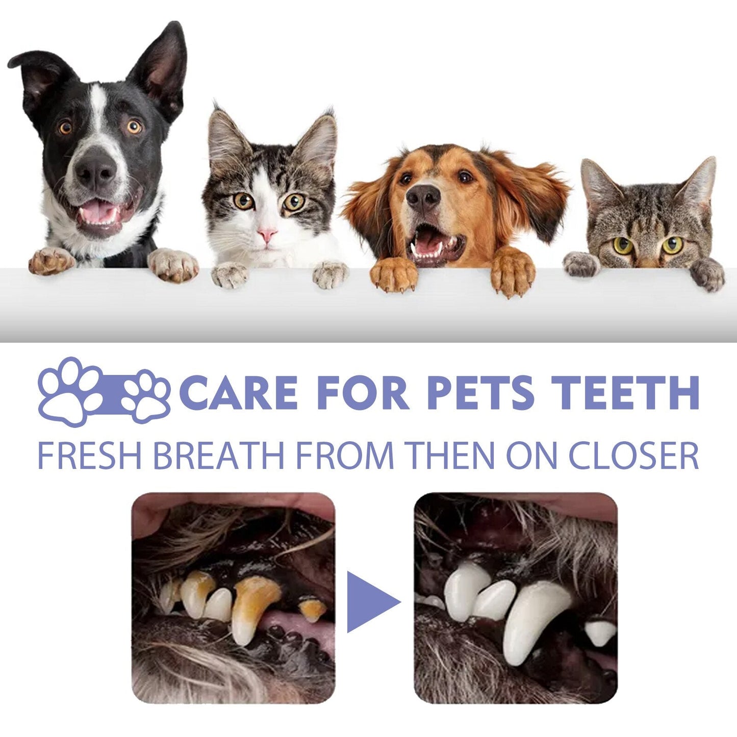 BreezeMist™ — Instantly Refresh Your Pet’s Breath for Snuggles That Spark Joy