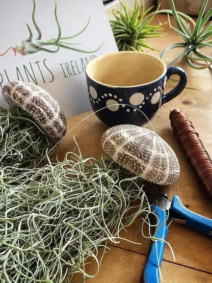 SeaSylva™ — Bring Instant Coastal Calm and Effortless Green Serenity Home