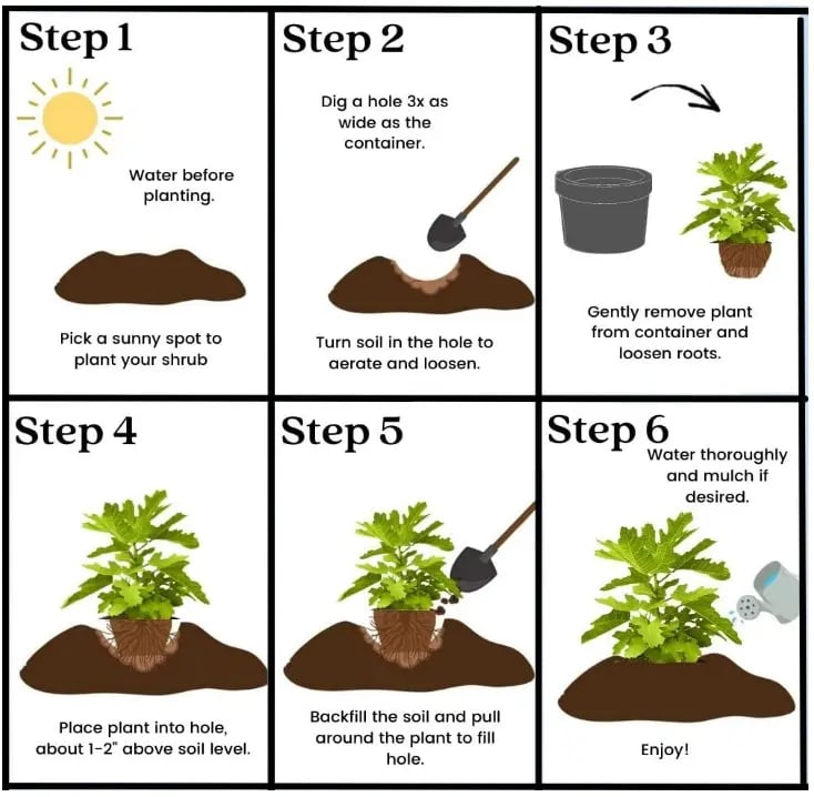 ArborLush™ — Grow Your Own Sweet Fig Paradise Every Year
