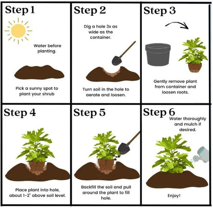 ArborLush™ — Grow Your Own Sweet Fig Paradise Every Year