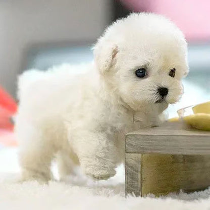 MarvelBuddy™ — Ignite Heartfelt Joy with Every Loving Wag and Playful Bark
