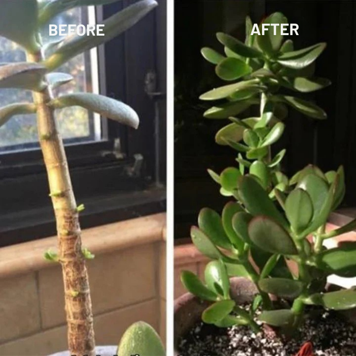 TerraVibe™ Botanical Elixir — Ignite Lush Growth and Unbreakable Plant Vitality