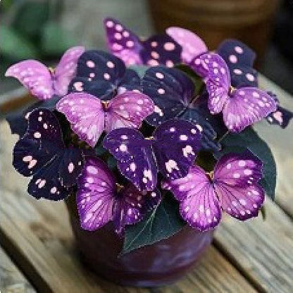 VividWing™ Butterfly Bloom Seeds — Create a Jaw-Dropping Garden Oasis That Dazzles Every Season