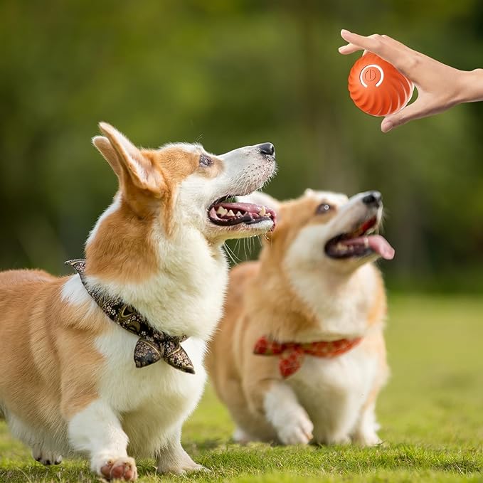 ChaseSpark™ — Ignite Your Dog’s Wild Instincts for Endless Joyful Play