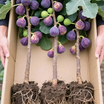 ArborLush™ — Grow Your Own Sweet Fig Paradise Every Year